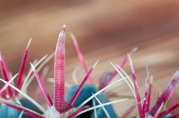 Leuchtend rote Stacheln Kaktus. Gefährlich gebogene Nadelpflanzen schließen sich auf verschwommenem Holzgrund an. Seitenansicht. Kopierraum. — Stockfoto