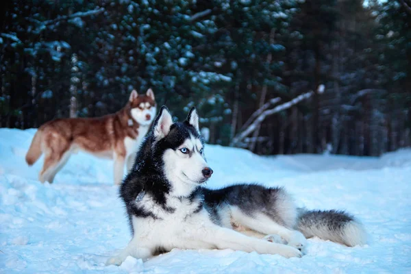 Schöne Huskyhunde gehen im Winterpark spazieren. Siberian Husky schwarz-weiß mit blauen Augen auf Schnee liegend. — Stockfoto