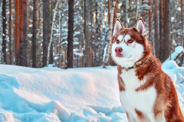 Portre güzel husky köpek kış ormandaki yürüyüşte. Kırmızı siberian dış yapraklar karlı orman arka plan üzerinde oturuyor. Kopya alanı.