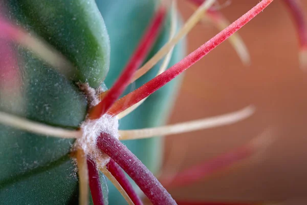 Rood krachtig cactus stekels close-up. Ronde gebogen doornen groene cactus. Tepelhof met naalden. — Stockfoto