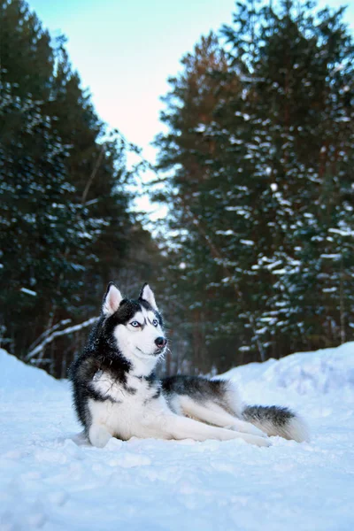 Красиві собачих упряжках лежить на снігу в зимовий ліс. Благородне чорно-білих Сибірський хаски з блакитними очима, дивлячись на стороні. — стокове фото