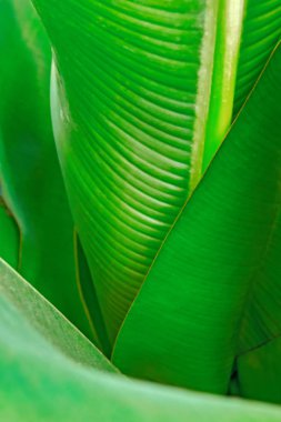 Huni yeşil yapraklar yaptı, üst görünümü. Seçici odaklı vegetatif arka plan. Reklam ve dekorasyon için.