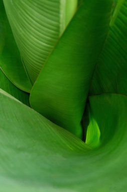 Huni yeşil yapraklar yaptı, üst görünümü. Seçici odaklı vegetatif arka plan. Reklam ve dekorasyon için.