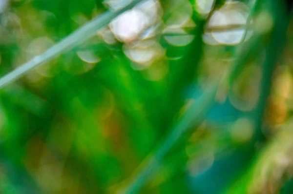 Verschwommener Sommer hellgrüner Hintergrund - Dickicht aus frischem Gras mit runden hellen Flecken. — Stockfoto