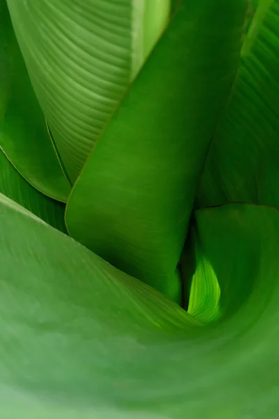 Funnel made green leaves, top view.  Vegetative background with selective focus. For advertising and decoration. — Stock Photo, Image