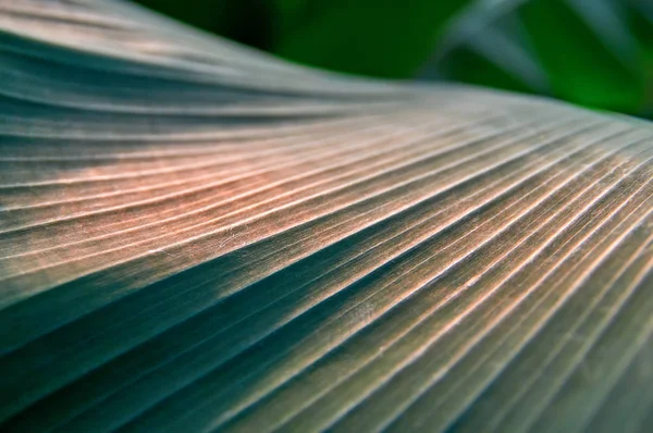 Światło słoneczne na powierzchni ciemne liście palm. Lato na tle wegetatywnego, Selektywny fokus. Na okładce magazynu, plakat, reklama. — Zdjęcie stockowe