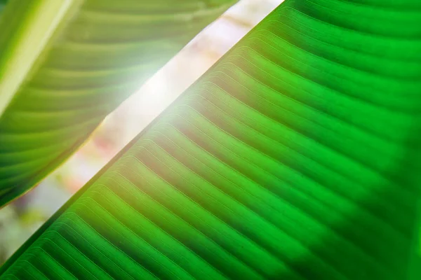 Światło słoneczne między dużymi zielonymi liści palmy. Światło świeci przez liście. Dla magazynu okładki, reklamy i dekoracji. — Zdjęcie stockowe