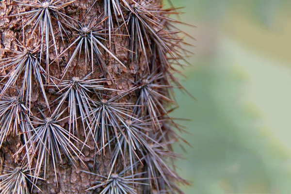 Trunk large old cactus tree Pereskia (Pereskia grandifolia). Lignified trunk with sharp thick long spines. Copy space. — Stock Photo, Image