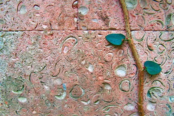 Achtergrond roze Shell Rock tegels met stam en bladeren klimplant. Poreuze textuur close-up. Ruimte kopiëren. — Stockfoto