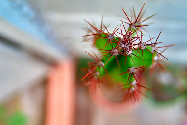 Kaktüs üst görünüm çekim makro detay cilt, kürk, dikenler, iğneler. Kopya alanı. Makro. — Stok fotoğraf