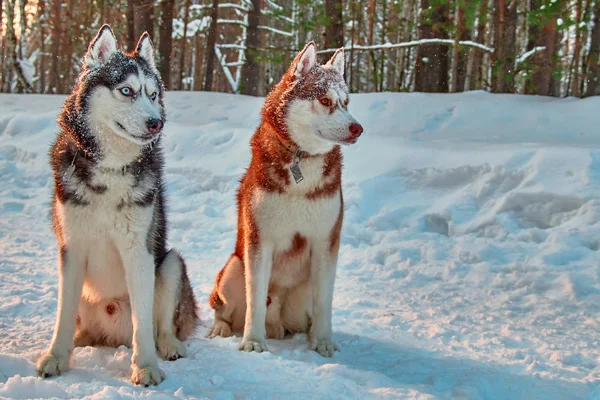 Szibériai Huskies munkakutya. Husky kutya ül a hó a téli erdő és nézni figyelmesen. — Stock Fotó