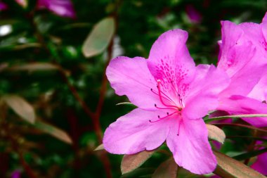 Azaleas parlak renkli Koyu Pembe çiçekler - Royalty Garden. Koyu yeşil arka plan üzerinde güzel ve görkemli bitki. Kopyalama alanı.