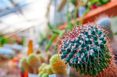 Parlak kırmızı dikenli yeşil kaktüs. Serada düz dikenler ile Bitki Mammillaria. Kopyalama alanı.