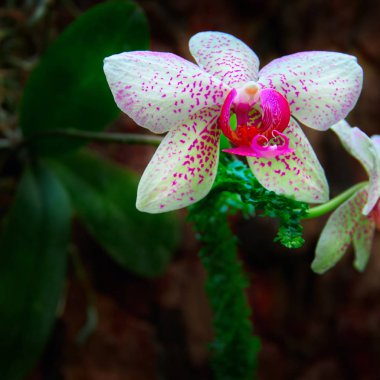 Koyu arka planda güzel Orkide Çiçekler. Pembe benekli çiçeklerle parlak beyaz. Poster için, kapak.