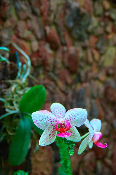 Wonderful Orchid Flower on dark stone wall background. Bright white with pink speckles flowers.For advertising, poster, cover. — Stock Photo, Image