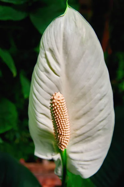 Fleuriste. Fleur Anthurium plante sur fond vert foncé. Fleurs de flamant blanc pour bouquet, idéales pour les arrangements floraux . — Photo