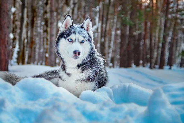 O cão husky siberiano está na neve na floresta de inverno. raça cão bonito preto e branco cor, olhos azuis e com neve no focinho . — Fotografia de Stock