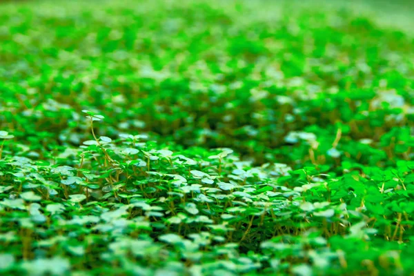 Tappeto di erba verde, prato. Area erba naturale, messa a fuoco selettiva, sfondo . — Foto Stock
