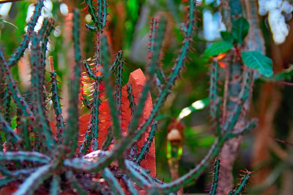 Brotes verdes delgados cactus tropicales en rayos naranjas sol naciente. Cactus epífitas de tallos similares a las pestañas . —  Fotos de Stock