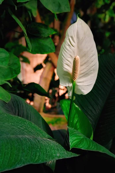Fleur Anthurium plante sur fond vert foncé. Fleur de flamant blanc pour bouquet, arrangements floraux. Photo verticale . — Photo