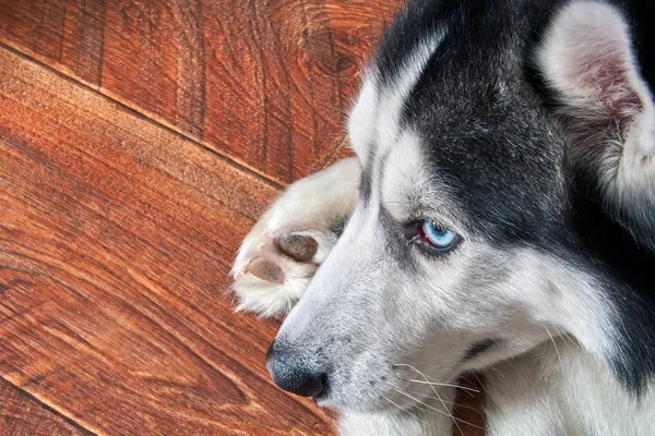 El perro husky siberiano yace en el suelo de madera acurrucado, de cerca. Negro y blanco lindo macho con ojos azules . — Foto de Stock