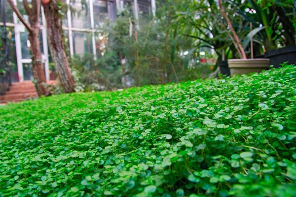 Sfondo sfocato tappeto di erba verde brillante sul prato. Area erba naturale, sfondo prato solare . — Foto Stock