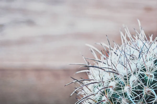 Agujas de cactus sobre fondo de madera borrosa, vista superior. Cactus azul-verde con agujas largas blanco-gris. Primer plano, espacio de copia . — Foto de Stock