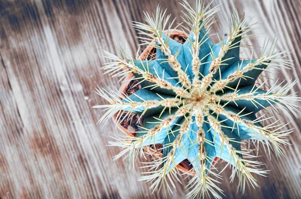 Cactus spinoso su fondo in legno, vista dall'alto. Cactus blu-verde con aghi lunghi gialli. Piatto. Primo piano, copia spazio . — Foto Stock