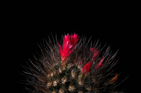 Cactus with rich red flowers on black background. Chilean cactus chocolate color with burgundy flowers and black long needles, spikes.
