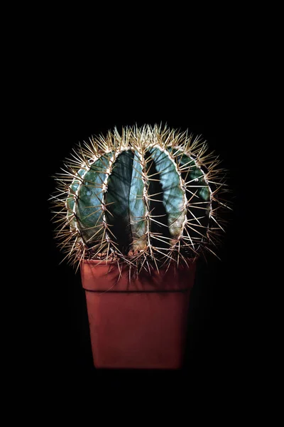 Cactus esférico espinoso sobre fondo negro. Elegante Echinocactus con agujas largas de color amarillo, espinas. Para portada de revista, póster, publicidad. Vista lateral . —  Fotos de Stock