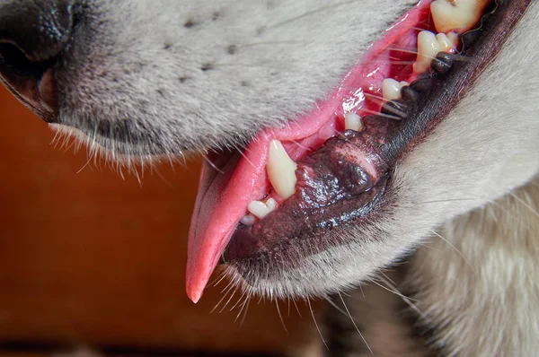 Dişler, diş ve bir yetişkin köpek yakın çekim bir dili. — Stok fotoğraf