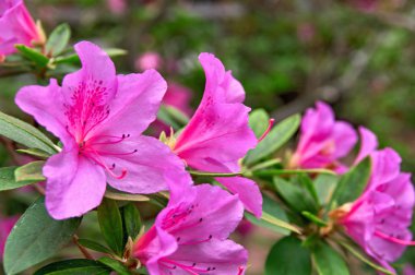 Bahar çiçek pembe Azalea. Bahar bahçe çiçeklenir. Güzel Saksılı bitki pembe çiçekler, popüler houseplants, favori uzun ömürlü.