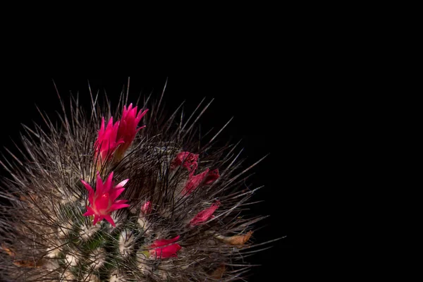 Cactus florece coloridas flores rojas sobre fondo negro. Hermosa floración. Cactus color chocolate con agujas negras largas . — Foto de Stock