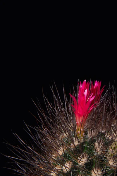 Cactus blommar med ljust röda blommor växt choklad färg, närbild. Chilenska kaktus (Neoporteria villosa), långa svarta nålar. — Stockfoto