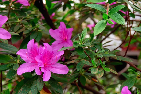 Flowers Azalea in spring garden. Beautiful potted plant with pink flowers, popular houseplants, favorite perennial. — Stock Photo, Image