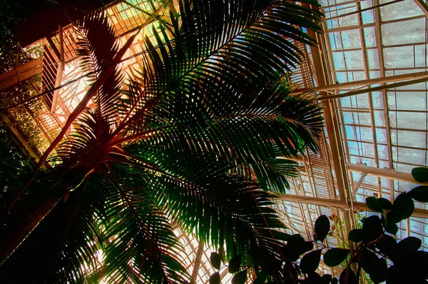Сонячне яскраве світло проходить через пальму листя в теплицю. Промені світла проходять крізь корону пальми в зимовому саду . — стокове фото