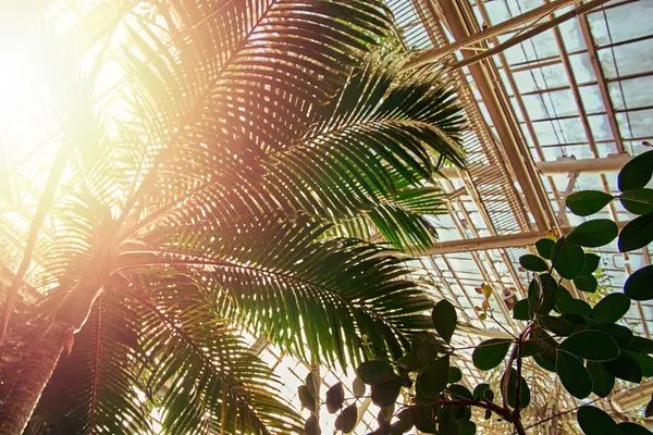 La luz brillante y soleada pasa a través de la palmera del follaje hacia el invernadero. Los rayos de luz pasan a través de la copa de la palmera en el jardín de invierno . — Foto de Stock