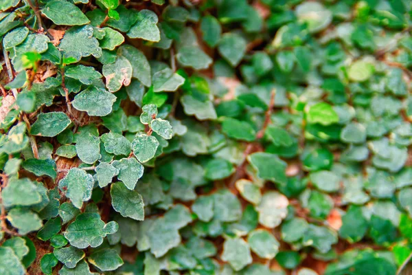 Liana covers green leaves with tree trunk in jungle. Selective focus, blurred background. Daylight. For magazine. Royalty Free Stock Images