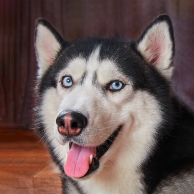 Mutlu namlu köpek husky. Siberian dış yapraklar, gülümseyen şirin evde beslenen hayvan. Neşeli husky siyah ve mavi renk mavi gözlü.