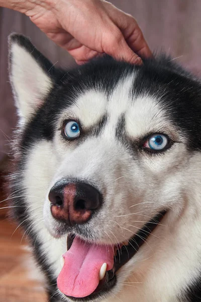 Mutlu namlu köpek husky. Siberian dış yapraklar kulak ve şirin evde beslenen hayvan zevk ile gülümseyen arkasında kaşıdı. Neşeli husky siyah ve mavi renk mavi gözlü.
