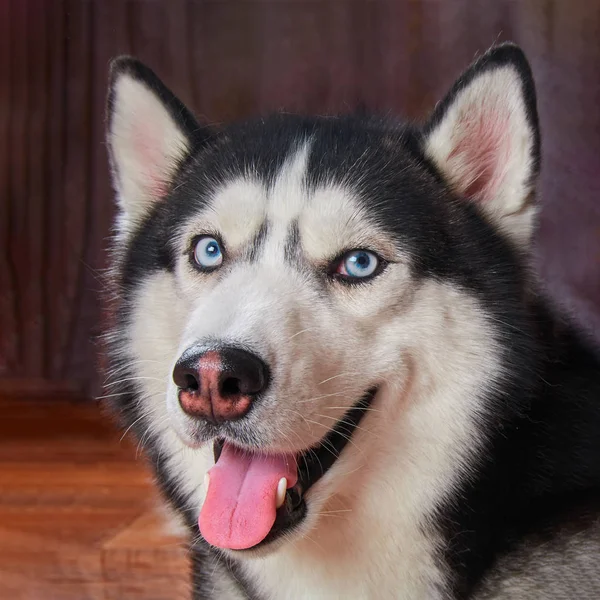 快乐的枪口狗沙哑。西伯利亚的哈士奇, 可爱的宠物微笑着。蓝眼睛欢快的沙哑的黑色和蓝色. — 图库照片