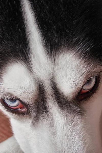 Bocal de olhos azuis siberiano husky close-up. Husky cão olha para o lado, colocando a cabeça em suas patas. Top vista caçador tipo áspero . — Fotografia de Stock