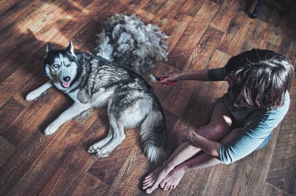La ragazza sta pettinando il cane. Il proprietario si siede su pavimento e pettina la lana dal husky siberiano trovante su di lana pettinata. Muda primaverile. Vista posteriore . — Foto Stock