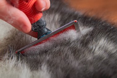 Astar boya köpek damat. Tarak dışarı köpek yün fırça, yakın çekim. Kavram hijyen ve bakım köpekler için. Sorun bahar tüy dökme evde beslenen hayvan. 
