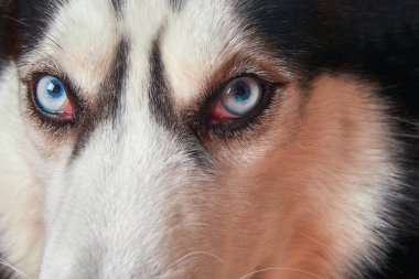 Mavi gözlü Sibirya husky yakın çekim namlu. Husky köpek kameraya benziyor.