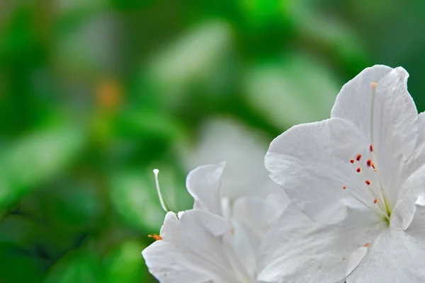 White azalea flowers, selective focus, blurred green background. Snow white flower close-up. — Stock Photo, Image