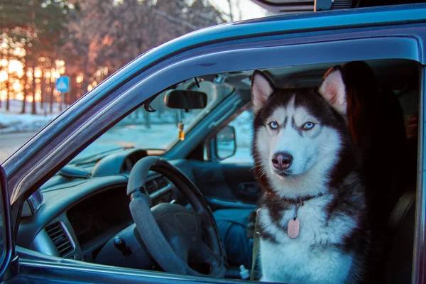 Pes sedí v autě na sedadle řidiče a vyhlíží z okna. Vážné sibiřský husky se dívá z okna auta na kamery. Černá a bílá husky psa s modrýma očima. — Stock fotografie