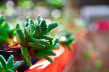 Rozet sulu Faucaria. Korkutucu outgrowths ile bitki yaprakları bir Predator dişleri. Yeşil arka plan bulanık.