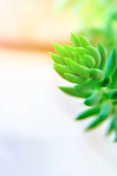 Ramo di succulento bel colore verde brillante e messa a fuoco morbida. Pianta (Sedum Morganianum) con fusti pendenti e foglie carnose . — Foto Stock