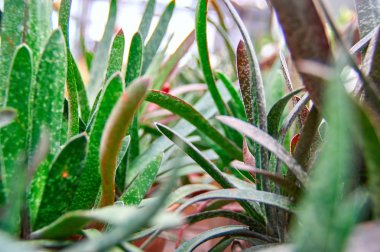 Çalılıklar sulu bitkiler Gasteria. Seçici odaklama, yandan görünüm.